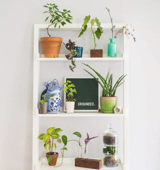 Grounded PHL Plant Pop-Up