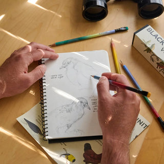 Artist sketching in a notebook using Blackwing Volume 458 colored pencils