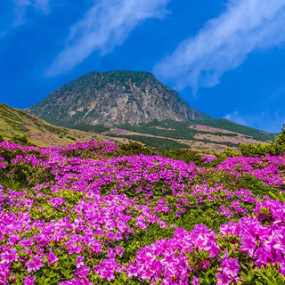 Purple wildflower field with mountain landscape background