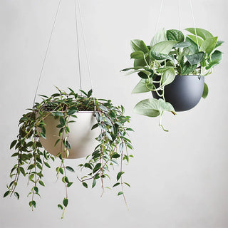 Hanging plant pot with wire suspension and round pot holding trailing green plants